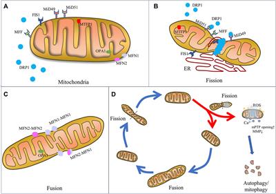 Targeting mitochondrial dynamics proteins for the treatment of doxorubicin-induced cardiotoxicity